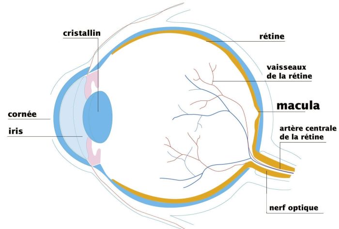 Coupe schématique de l’œil vue de profil