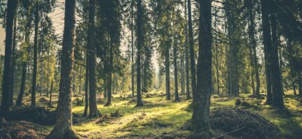 forêt prévention myopie