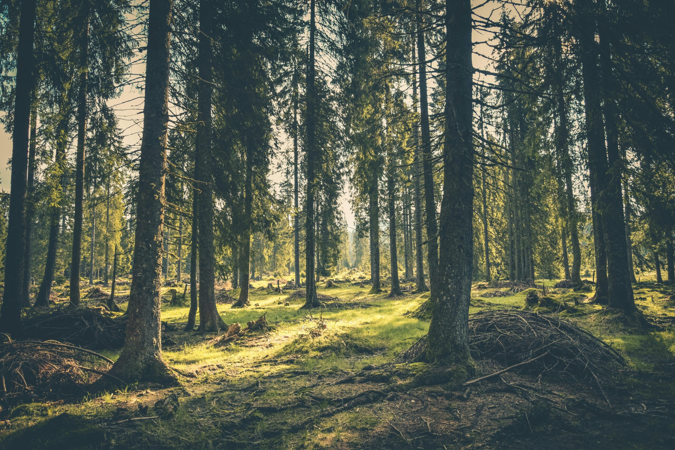 forêt prévention myopie